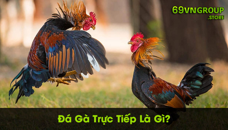 Đá gà trực tiếp là gì?