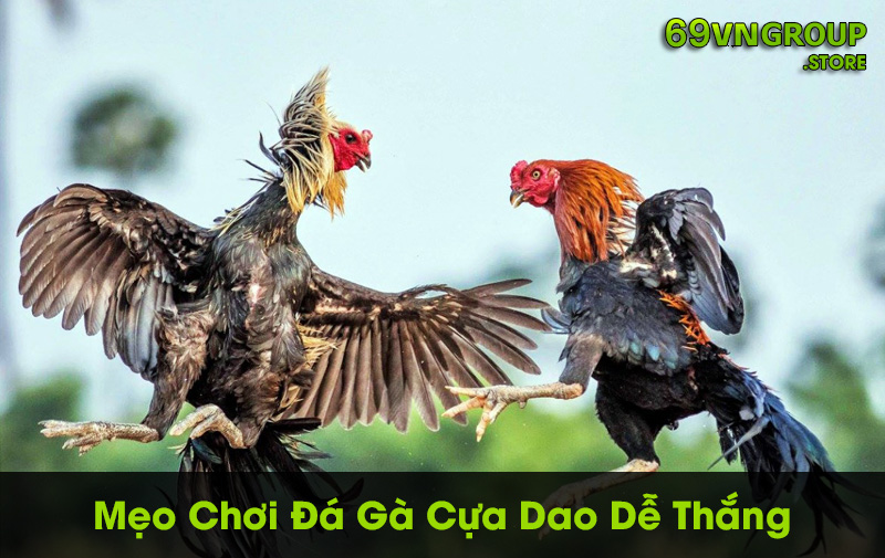 Mẹo chơi đá gà cựa dao giúp anh em thắng lớn