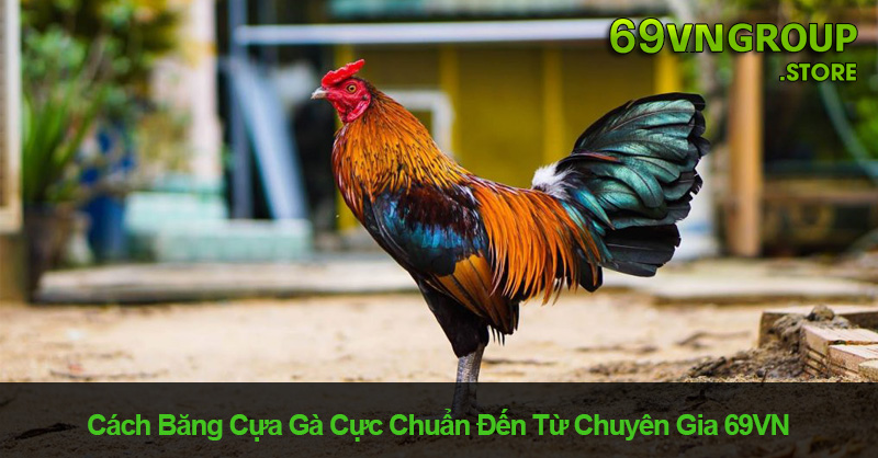 Cách Băng Cựa Gà Cực Chuẩn Đến Từ Chuyên Gia 69VN