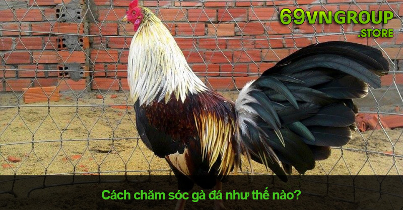 Cách chăm sóc gà đá chi tiết nhất