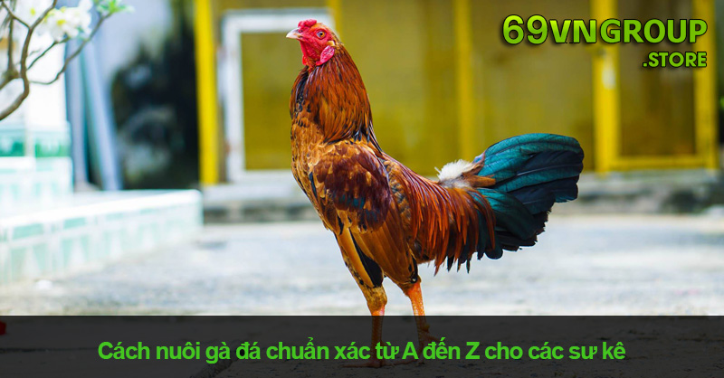 Cách Nuôi Gà Đá Cực Hiệu Quả Từ A Đến Z Cho Tân Thủ